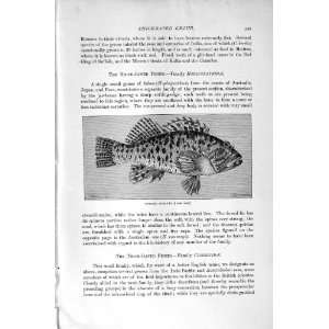   NATURAL HISTORY 1896 AUSTRALIAN LONG FIN FISH FIRM FIN