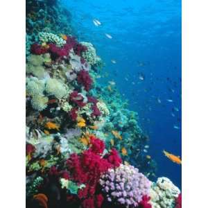  Huge Biodiversity in Living Coral Reef, Red Sea, Egypt 