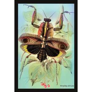  Insect Deroplatys Disiccata 12X18 Art Paper with Gold Frame 