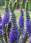 B0051 Dwarf Veronica Royal Candles Spiked Speedwell Sunny Border Blue 