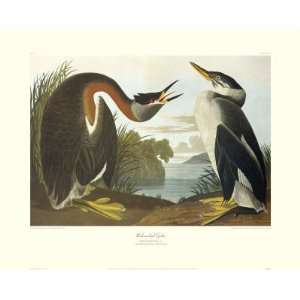  Red Necked Grebe Giclee Poster Print by John James Audubon 