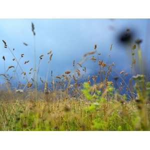  Yellow and Green Grass Against Dense Clouds Photographic 