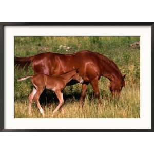 Mare and Colt Graze in Green Grass of Santa Cruz River Valley, Santa 