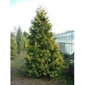    Thuja Occ.sunkist   Sunkist Arborvitae Patio, Lawn & Garden