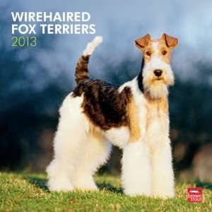  Wirehaired Fox Terriers 2013 Wall Calendar 12 X 12 