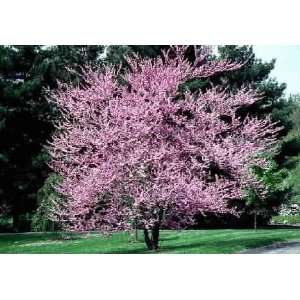  3 Redbud, Eastern 4 branched bareroot tree Patio, Lawn 