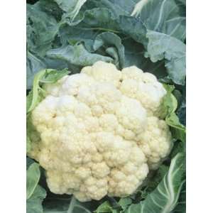 Cauliflower (Brassica Oleracea), Snow Crown Variety 
