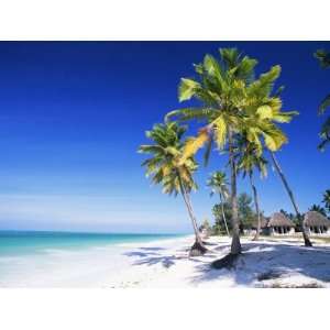  Palm Trees, White Sandy Beach and Indian Ocean, Jambiani 