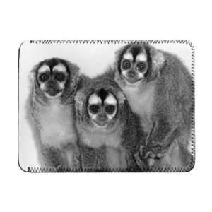  The Douricouli is the only nocturnal monkey   iPad Cover 