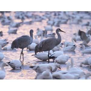 Sandhill Cranes and Snow Geese, Bosque Del Apache, Socorro, New Mexico 