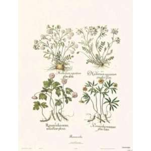 Ranunculus artist Basilus Besler 13.5x16