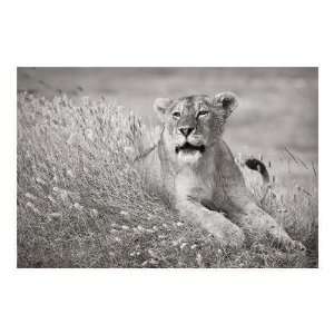  Andy Biggs   Lioness In Grass Giclee