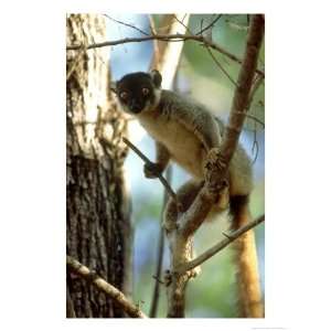 Common Brown Lemur in Tree, Madagascar Giclee Poster Print by Patricio 