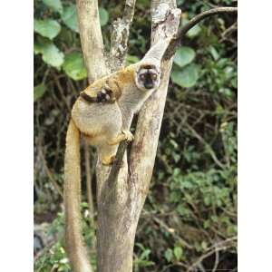  Brown Lemur, with Infant, Madagascar Photos To Go 