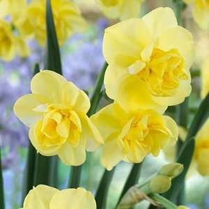 Double Daffodil Bulbs Yellow Cheerfulness Patio, Lawn 