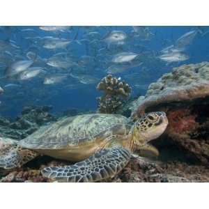 Green Sea Turtle, with Bigeye Jacks, Sipidan, Malaysia Photographic 