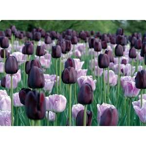   Duet Tulip Blend 16 Bulbs   Extended Blooms Patio, Lawn & Garden