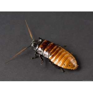  Madagascar Hissing Cockroach, Lincoln, Nebraska Stretched 