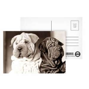  Hounds looking unimpressed.   Postcard (Pack of 8)   6x4 