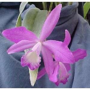 Cattleya intermedia X Laelia fidelensis 1472H  Grocery 