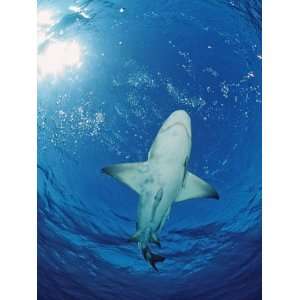 Shark, Negaprion Brevirostris, Bahamas, Grand Bahama Island, Atlantic 