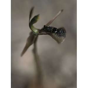 Bird Orchid Shaped Like an Insect, Attracts Insects for Pollination 