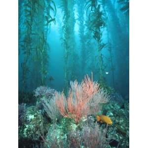  Giant Kelp (Macrocystis Pyrifera) Forest with Garibaldi 