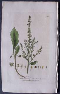   BETA MARITIMA. 1835 BAXTER BOTANICAL ENGRAVING, ANTIQUE FLOWER PRINT