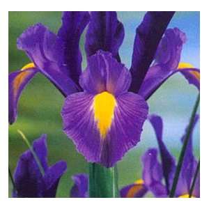    10 Blue Diamond Dutch Iris Flower Bulbs Patio, Lawn & Garden