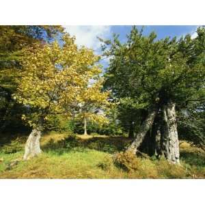  Autumnal Woodland View, Bayerischer Wald National Park 