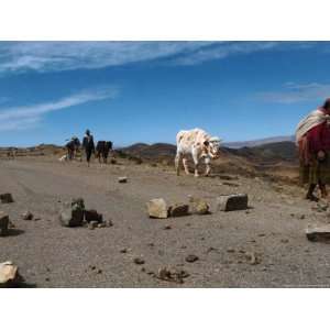  A Bolivian Indigenous Woman Pulls Her Cow Through a 