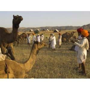  Bright Turbans at Huge Camel and Cattle Fair for Semi Nomadic Tribes 