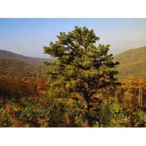  Pine Tree and Forested Ridges of the Blue Ridge Mountains 