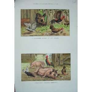   1886 Colour Print Farmyard Pig Chickens Hens Animals