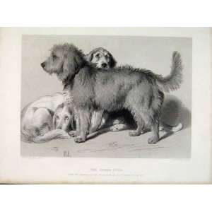  Tree Dogs Steel Engraving Animal Old Print Antique 1876 