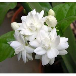  Arabian Tea Jasmine Plant   Belle of India   Sambac   6 