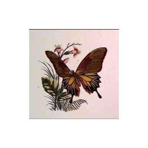  Papilio Memnon Butterfly Poster Print
