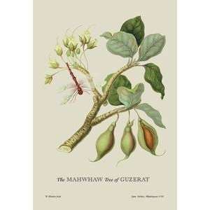  Paper poster printed on 20 x 30 stock. Mahwhaw Tree of 