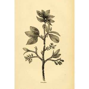  1875 Lithograph Coca Plant Branch Chocolate Leaf 