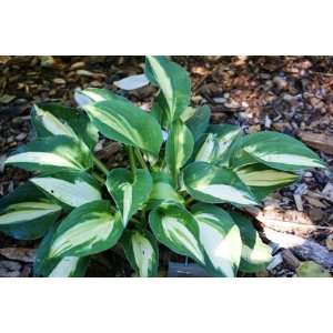  Rootin Tootin Hosta Patio, Lawn & Garden