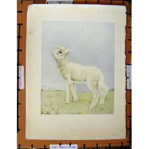  C1950 Nursery Rhyme Baby Lamb Countryside Colour Plate 