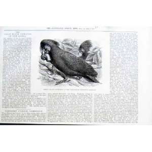    Great Black Cockatoo Antique Print 1875 Birds
