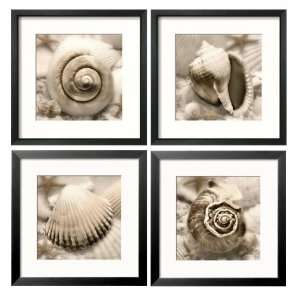 Shell Montage   Set of 4 