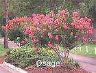 Osage Pink Crape Myrtle in 1 Gal Pot Grows to 15
