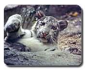 CUTE WHITE TIGER CUB Computer ANIMAL MOUSE PAD Mousemat  