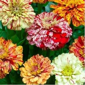  Candy Stripe Mix Zinnia Seed Pack Patio, Lawn & Garden