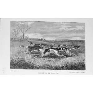  Fox Hunting Hounds Dogs Sport BailyS Magazine 1898