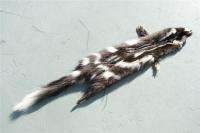 Civet pelt Oregon w/ all feet spotted skunk dressed hid  