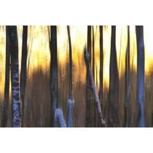 Marvin Pelkey 36W by 24H  The Forest at Dawn CANVAS Edge #4 1 1/4 