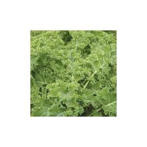  Ripbor F 1 Kale   25,000 seeds Patio, Lawn & Garden